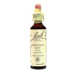 Chestnut bud n° 07 20ml